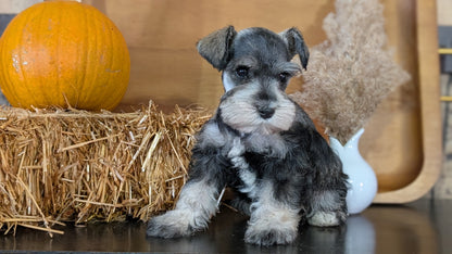 MINI SCHNAUZER (09/11) FEMALE