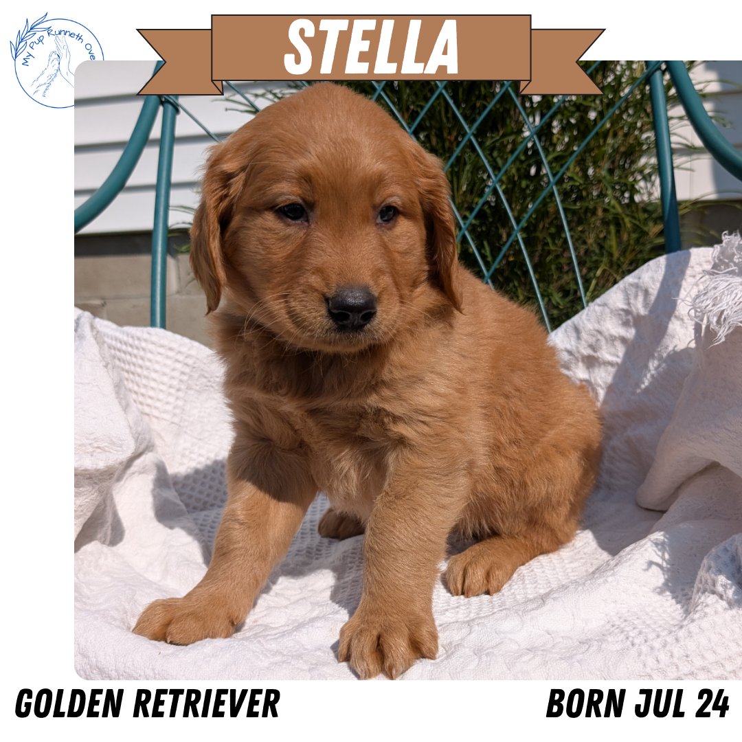 GOLDEN RETRIEVER (07/24) FEMALE
