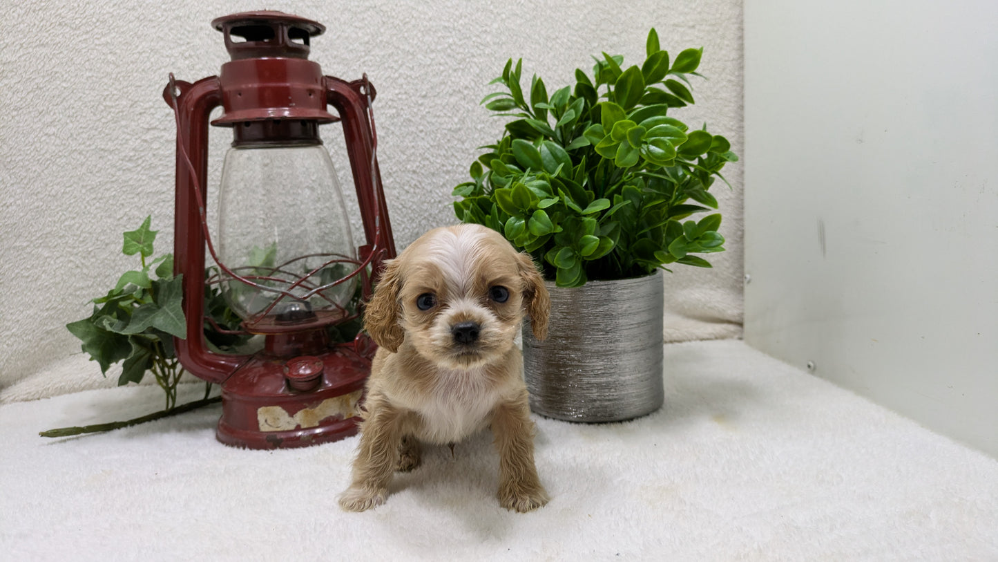 COCKER SPANIEL (12/18) MALE