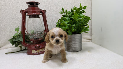 COCKER SPANIEL (12/18) MALE