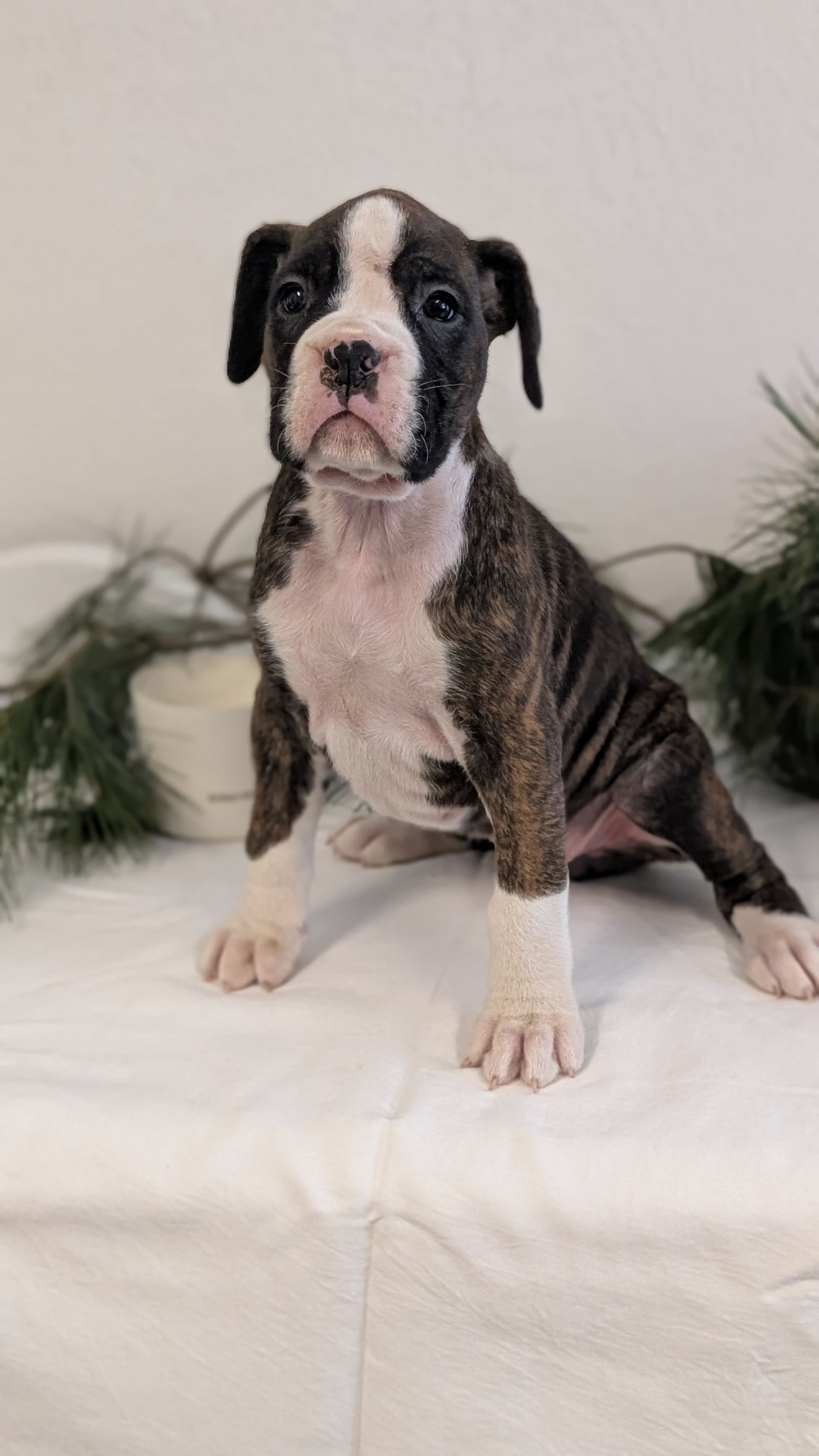 BOXER (DEC 04) FEMALE