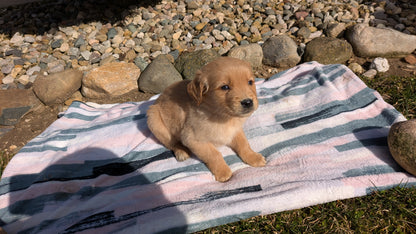 GOLDEN RETRIEVER (02/01) MALE