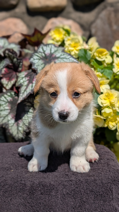 CORGI (JUL 13) 2 FEMALES/3 MALES