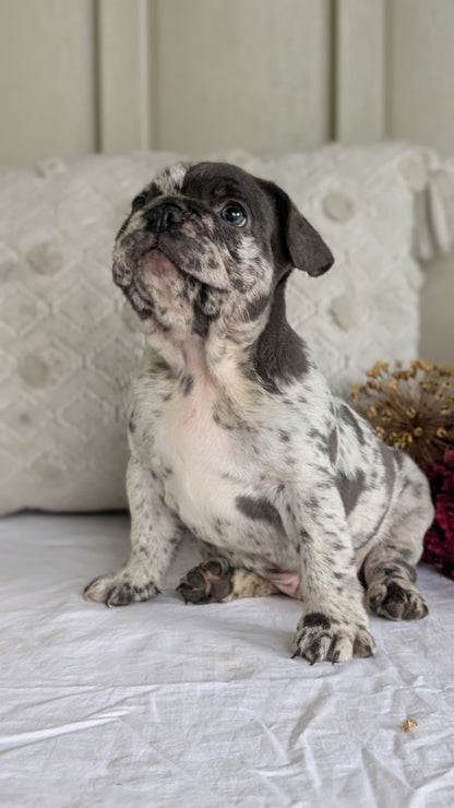 FRENCH BULLDOG (MAY 27) MALES