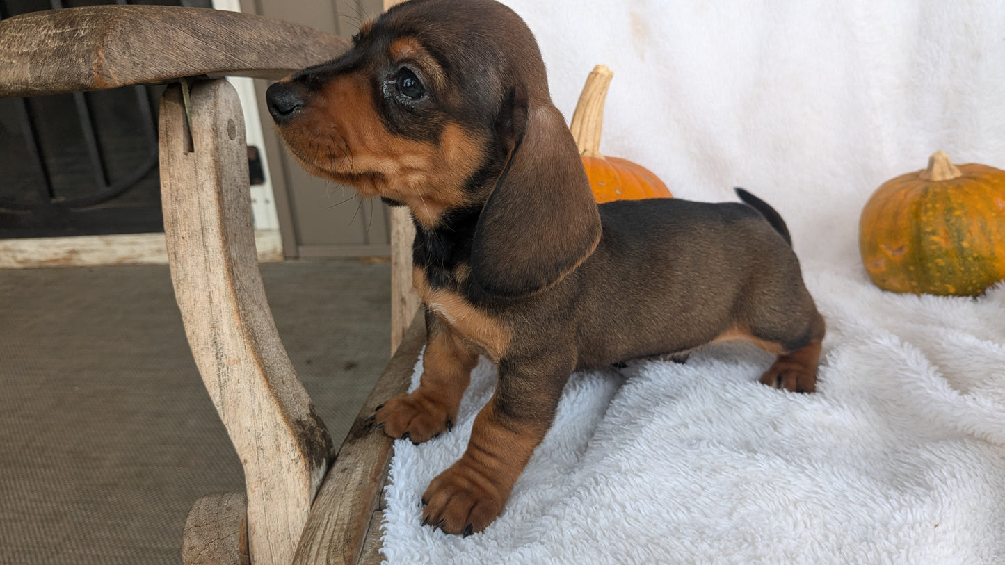 MINI DACHSHUND (08/13) MALE