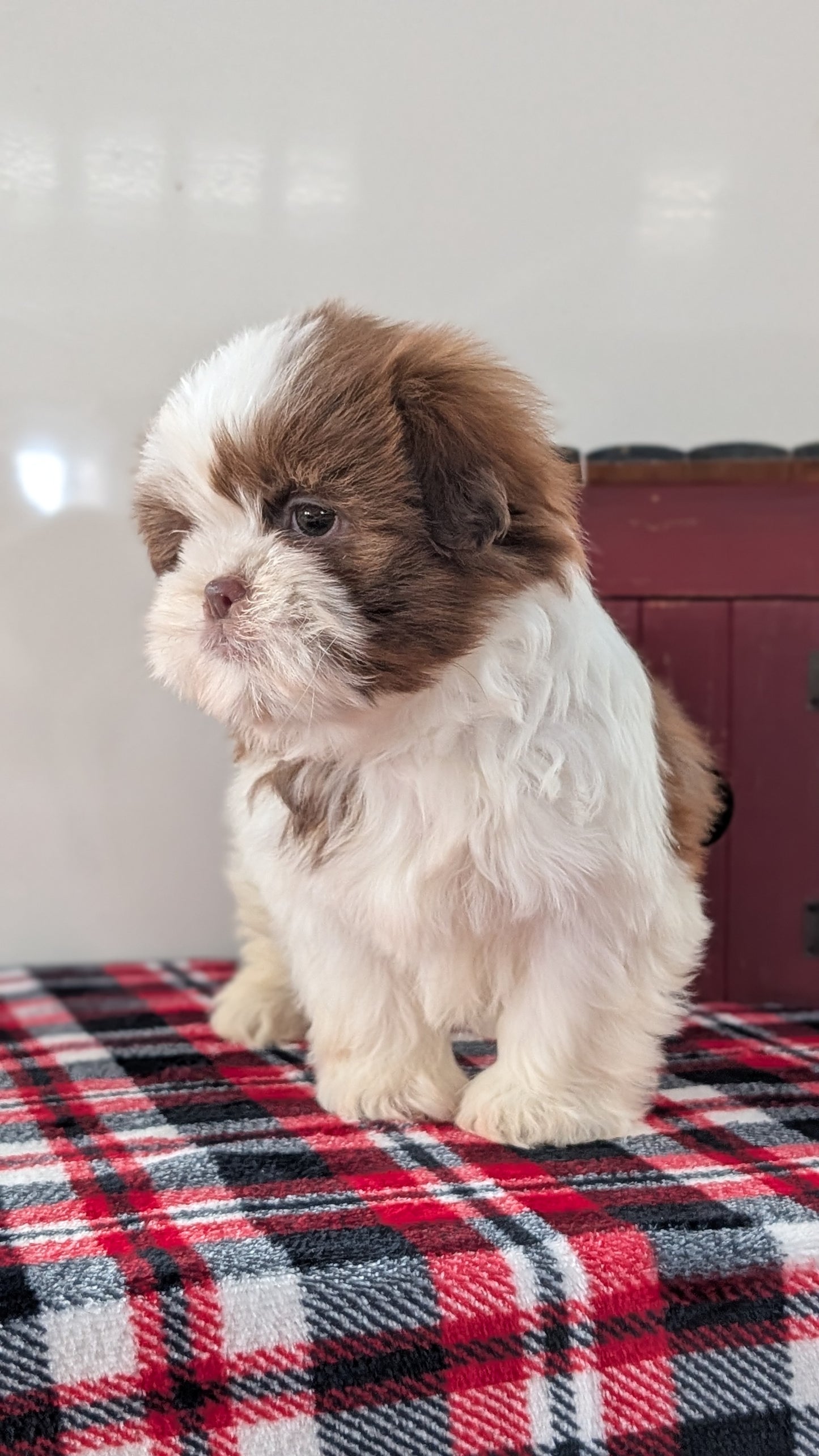 SHIH TZU (DEC 10) MALES