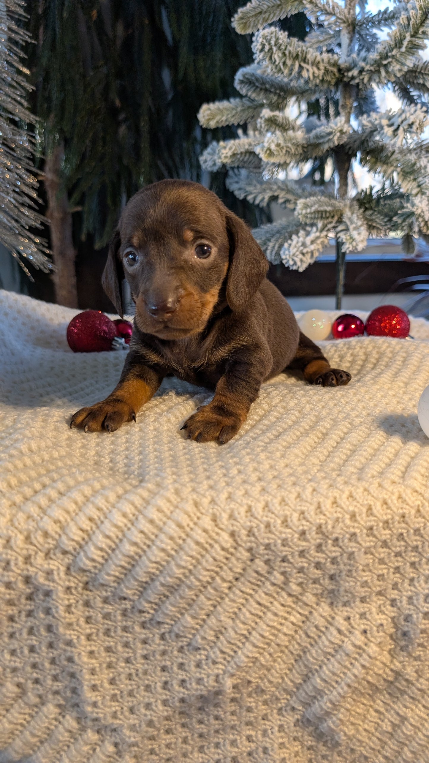 MINI DACHSHUND (NOV 16) FEMALES