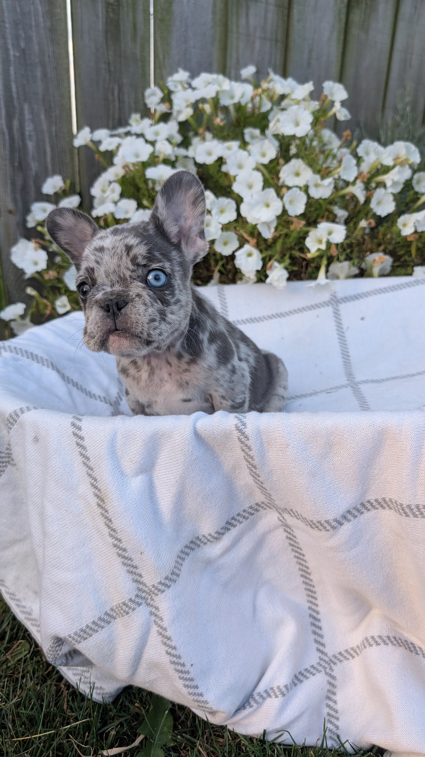 FRENCH BULLDOG (07/15) MALE