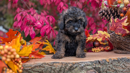 TOY POODLE (09/10) MALE