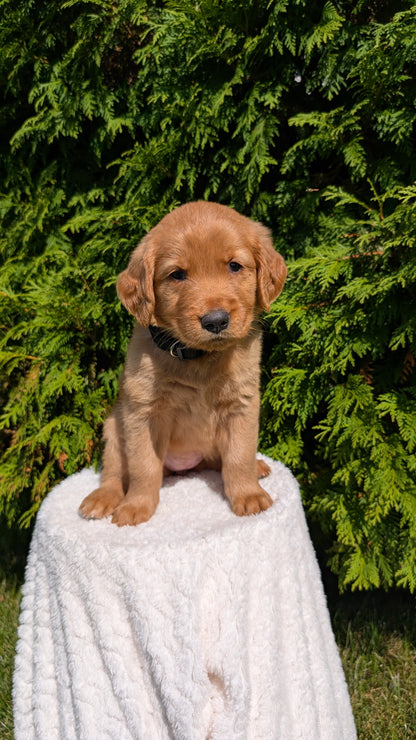 GOLDEN RETRIEVER (07/16) FEMALE