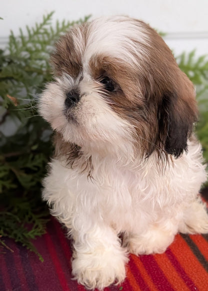 SHIH TZU (SEP 30) MALES