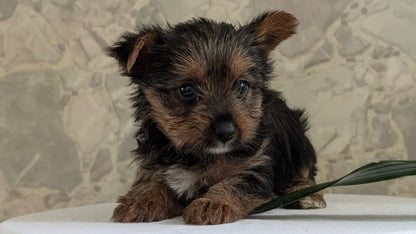 YORKSHIRE TERRIER (APR 26) FEMALES