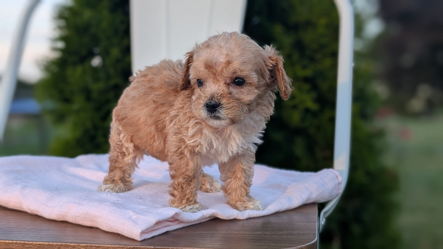 MINI POODLE (MAY 12) MALES