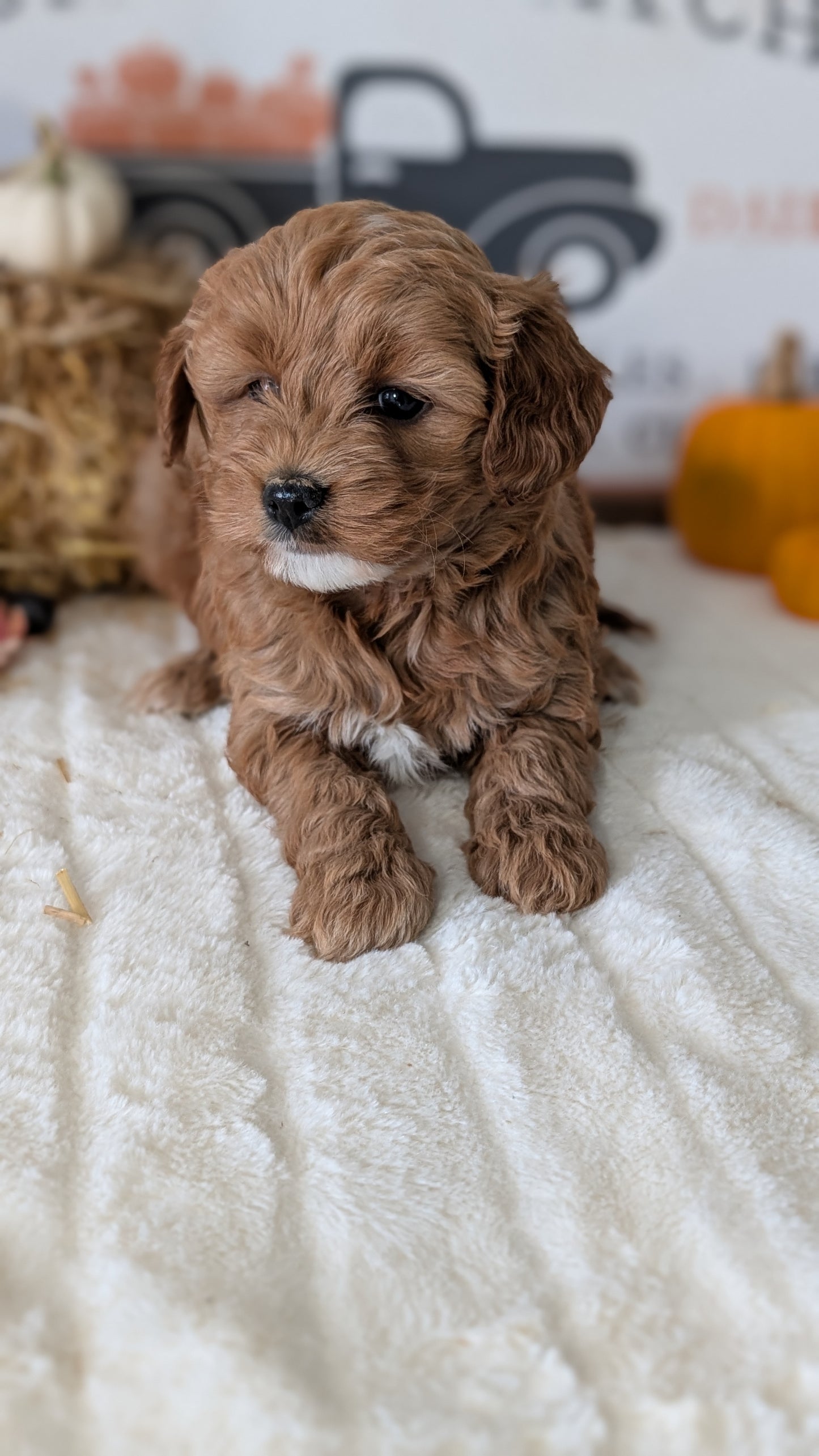 MINI GOLDENDOODLE (09/21) FEMALE
