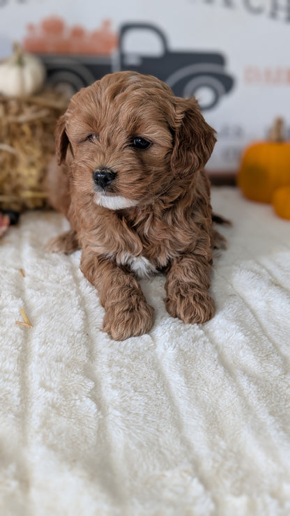 MINI GOLDENDOODLE (09/21) FEMALE