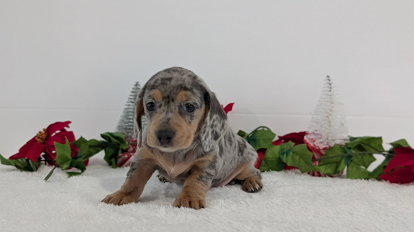 MINI DACHSHUND (OCT 20) FEMALES