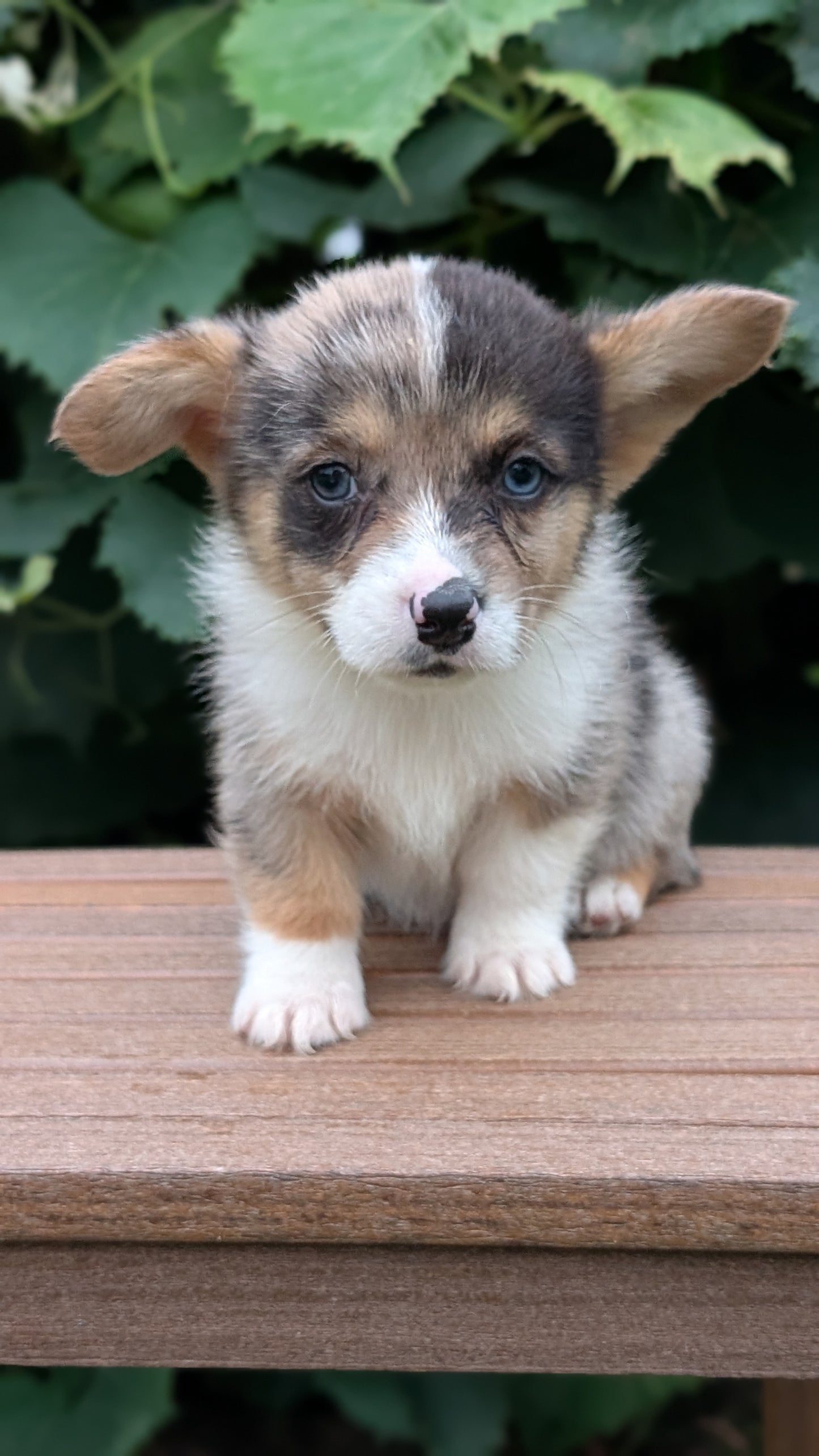 CORGI (JUN 22) MALES
