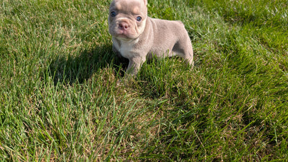 FRENCH BULLDOG (06/27) FEMALE