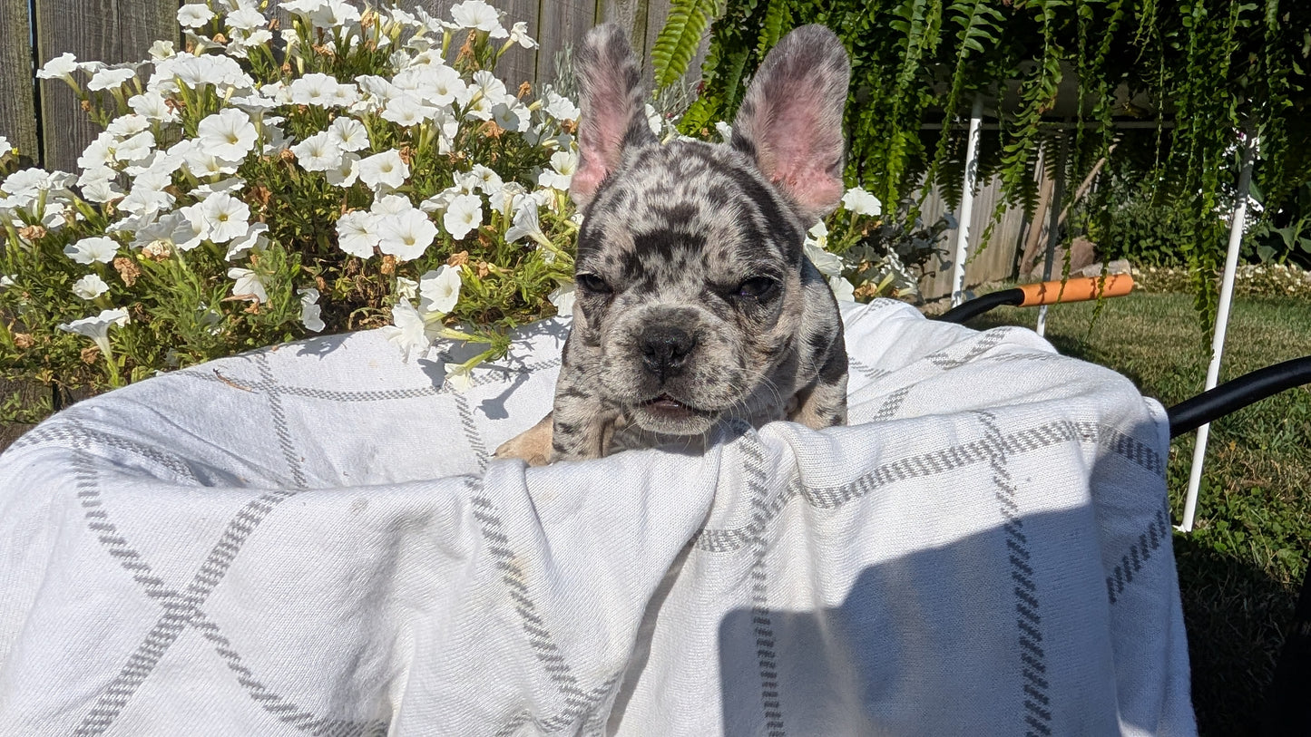 FRENCH BULLDOG (07/03) MALE