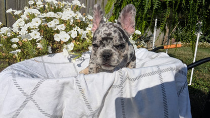 FRENCH BULLDOG (07/03) MALE