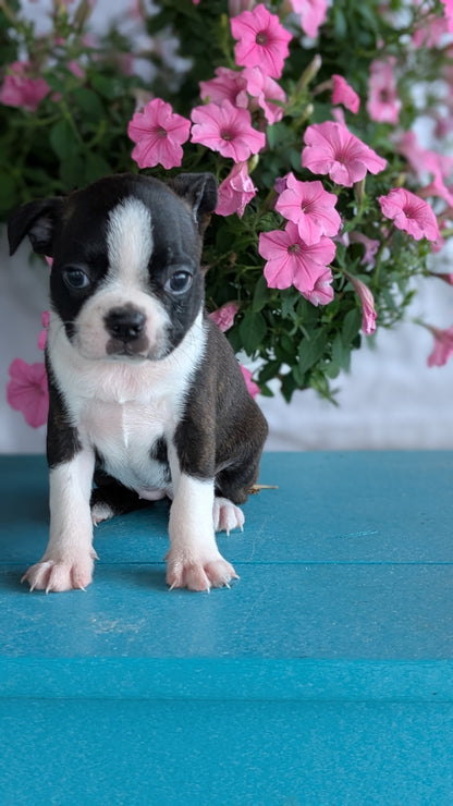 BOSTON TERRIER (06/29) FEMALE