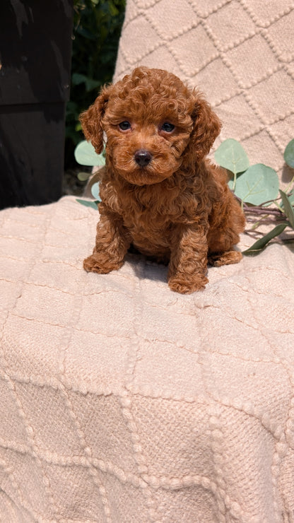 COCKAPOO (05/31) MALE