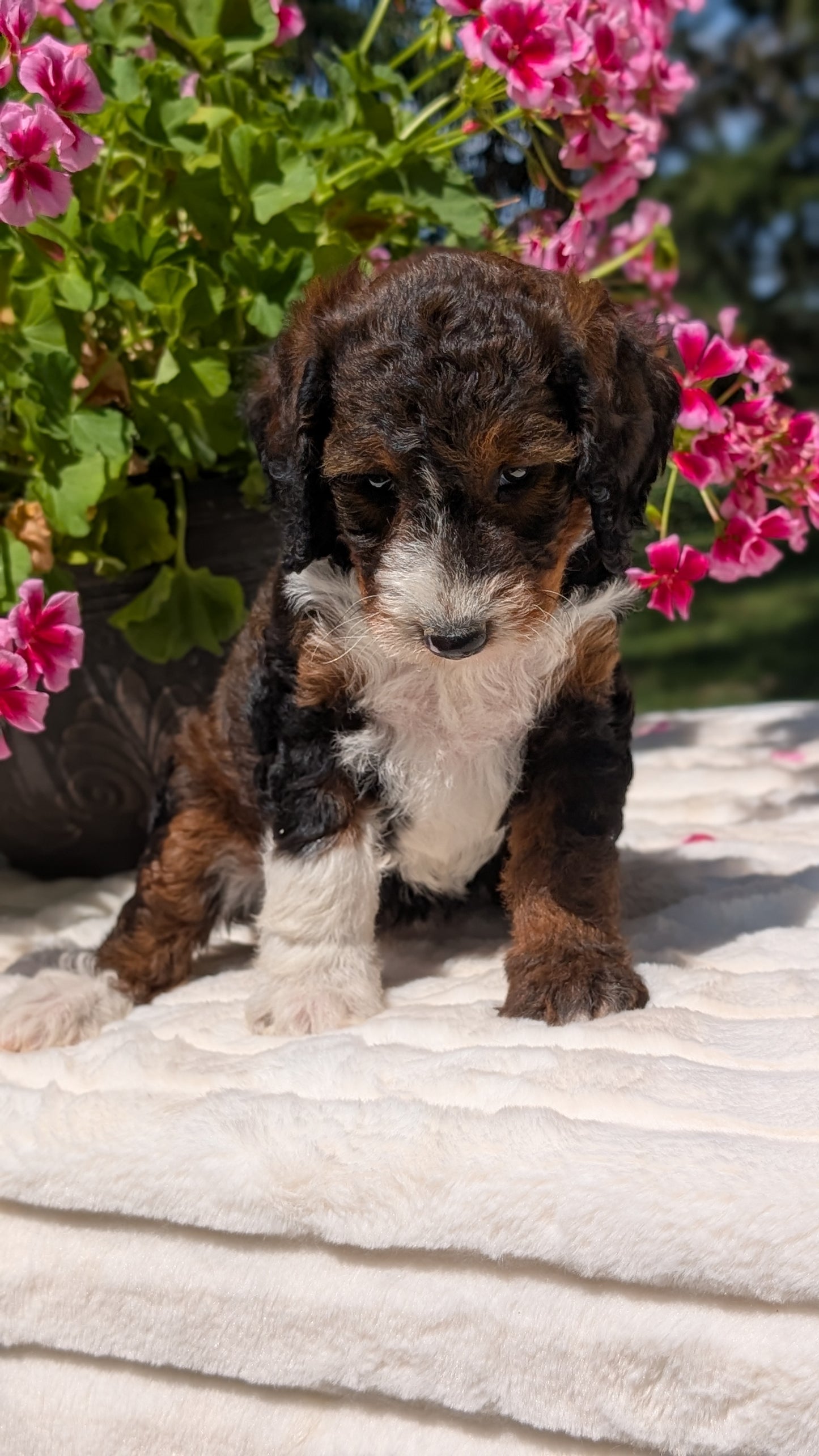 MINI BERNEDOODLE (06/11) FEMALE