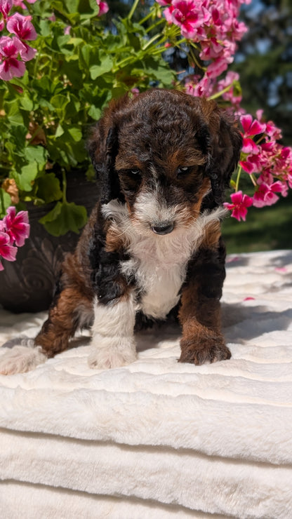 MINI BERNEDOODLE (06/11) FEMALE