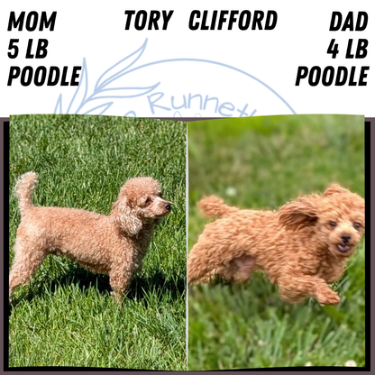 TOY POODLE (JUL 12) 1 FEMALE