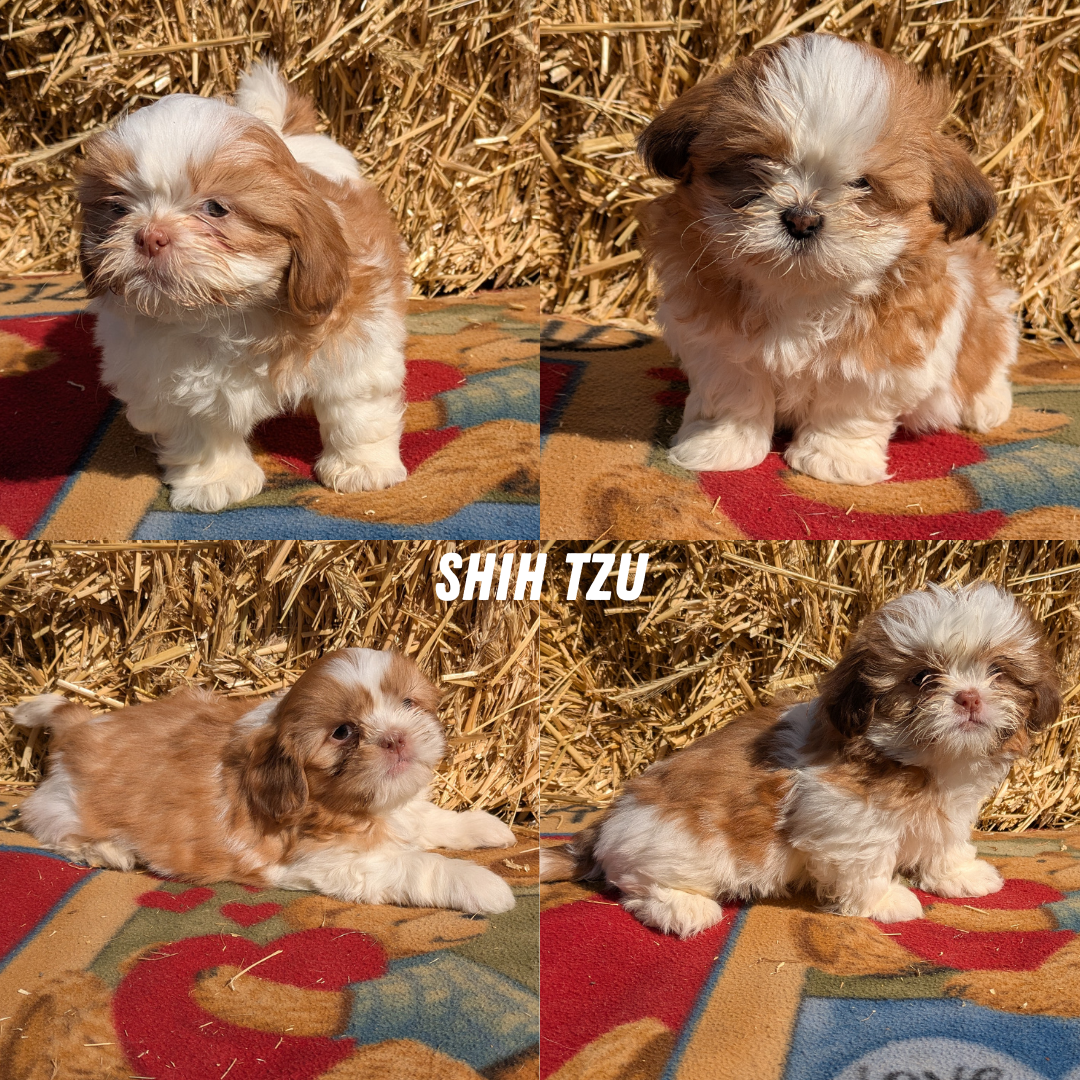 SHIH TZU (01/23) FEMALE