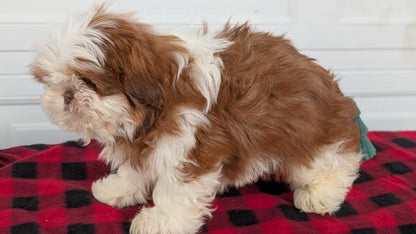 SHIH TZU (OCT 28) MALES