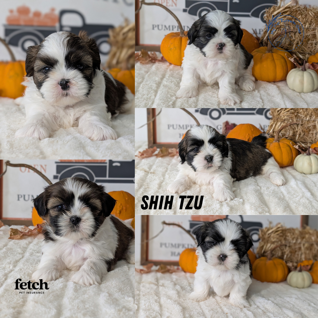 SHIH TZU (AUG 17) 2 FEMALES/3 MALES