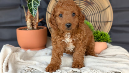 CAVAPOO (MAY 23) MALES