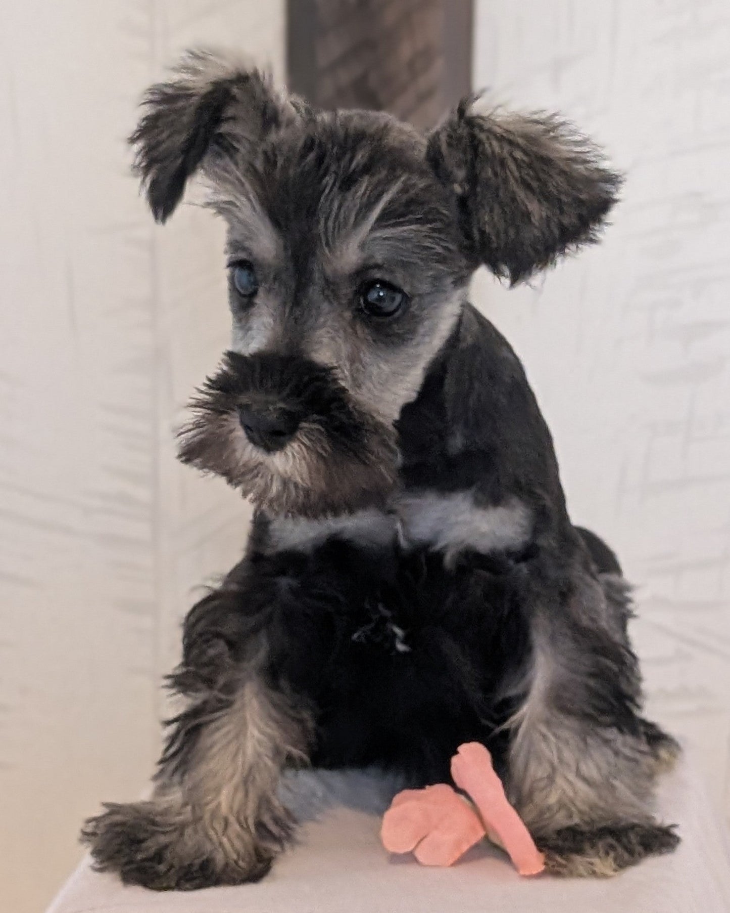 MINI SCHNAUZER (FEB 15) FEMALES