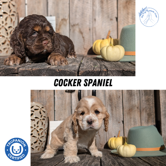 COCKER SPANIEL (09/21) FEMALE