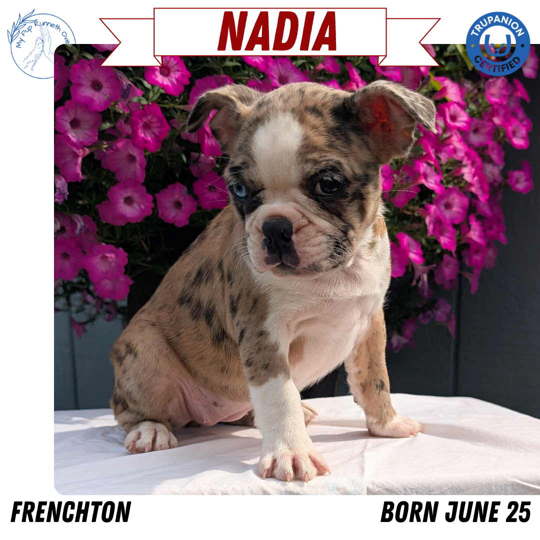 FRENCHTON (06/25) FEMALE