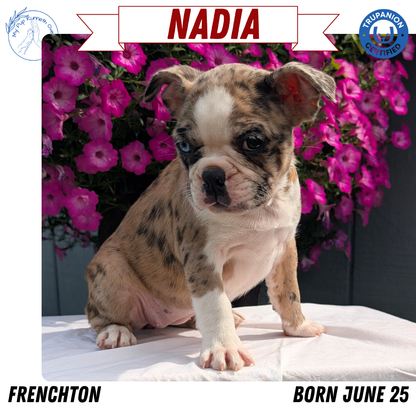 FRENCHTON (06/25) FEMALE