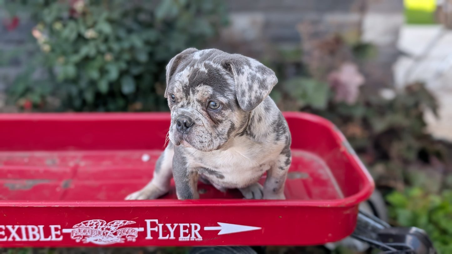 FRENCH BULLDOG (MAY 27) MALES