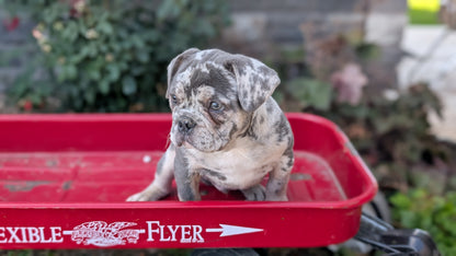 FRENCH BULLDOG (MAY 27) MALES