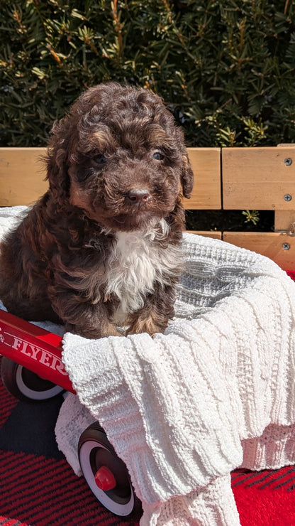 TOY POODLE (01/23) MALE