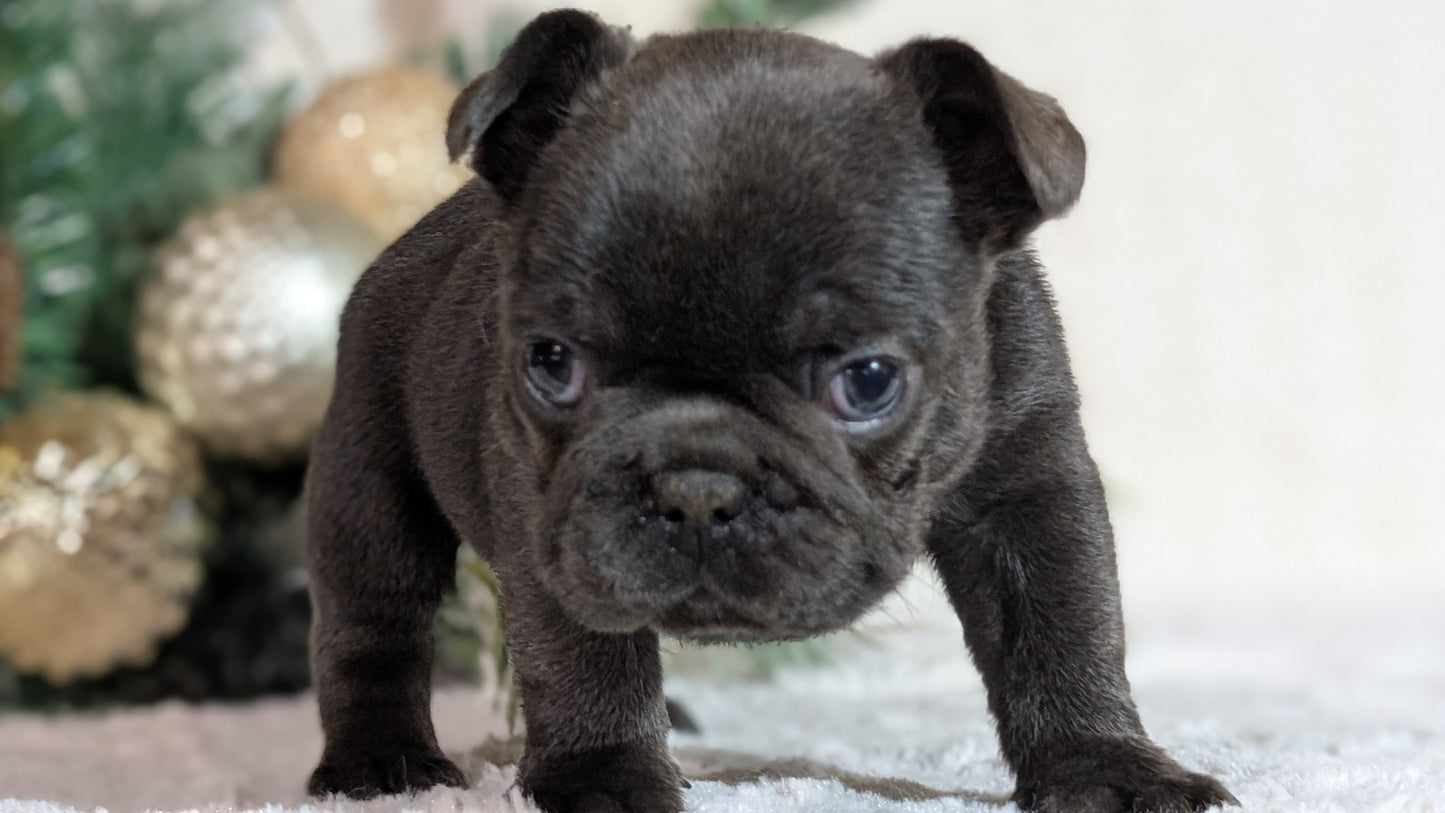 FRENCH BULLDOG (OCT 08) FEMALES