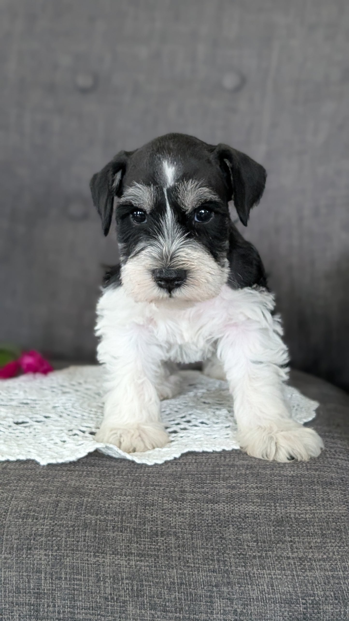 MINI SCHNAUZER (JAN 20) MALES