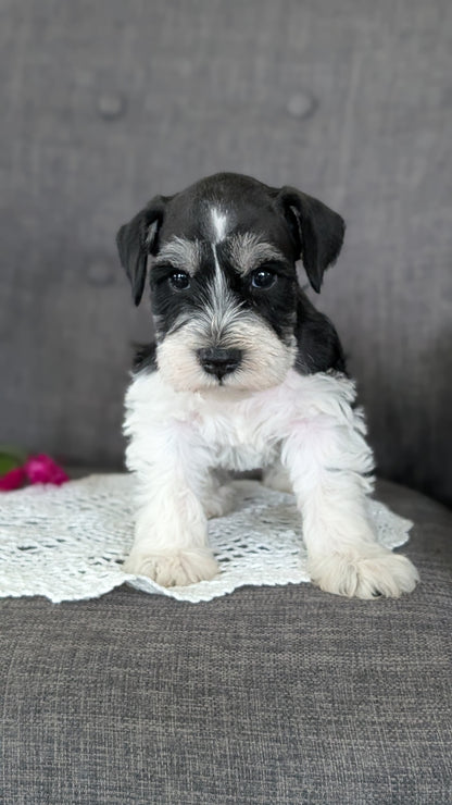MINI SCHNAUZER (JAN 20) MALES