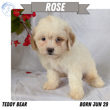 TEDDY BEAR (06/29) FEMALE