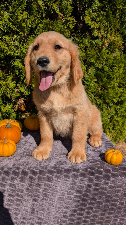 GOLDEN RETRIEVER (08/14) MALE