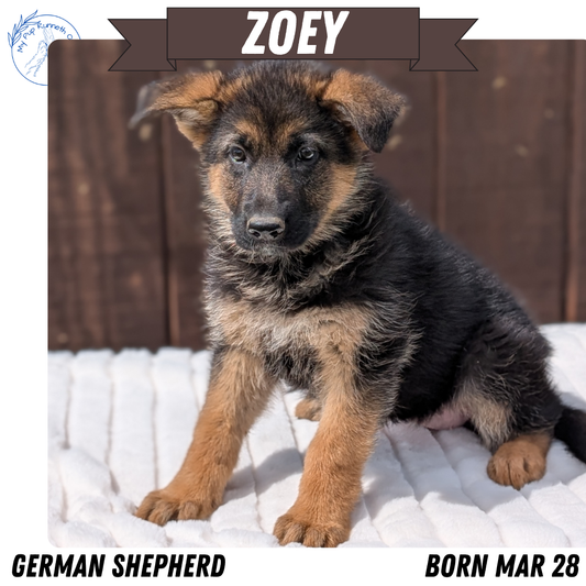 GERMAN SHEPHERD (MAR 28) FEMALE