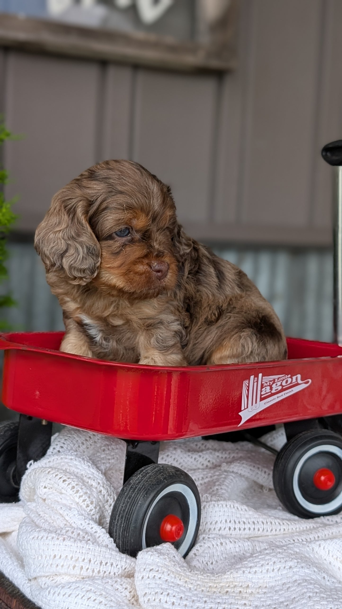 COCKAPOO (MAY 10) MALES