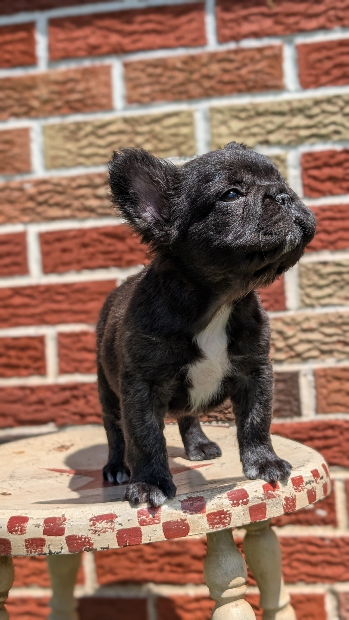 FRENCH BULLDOG (MAR 09) FEMALES