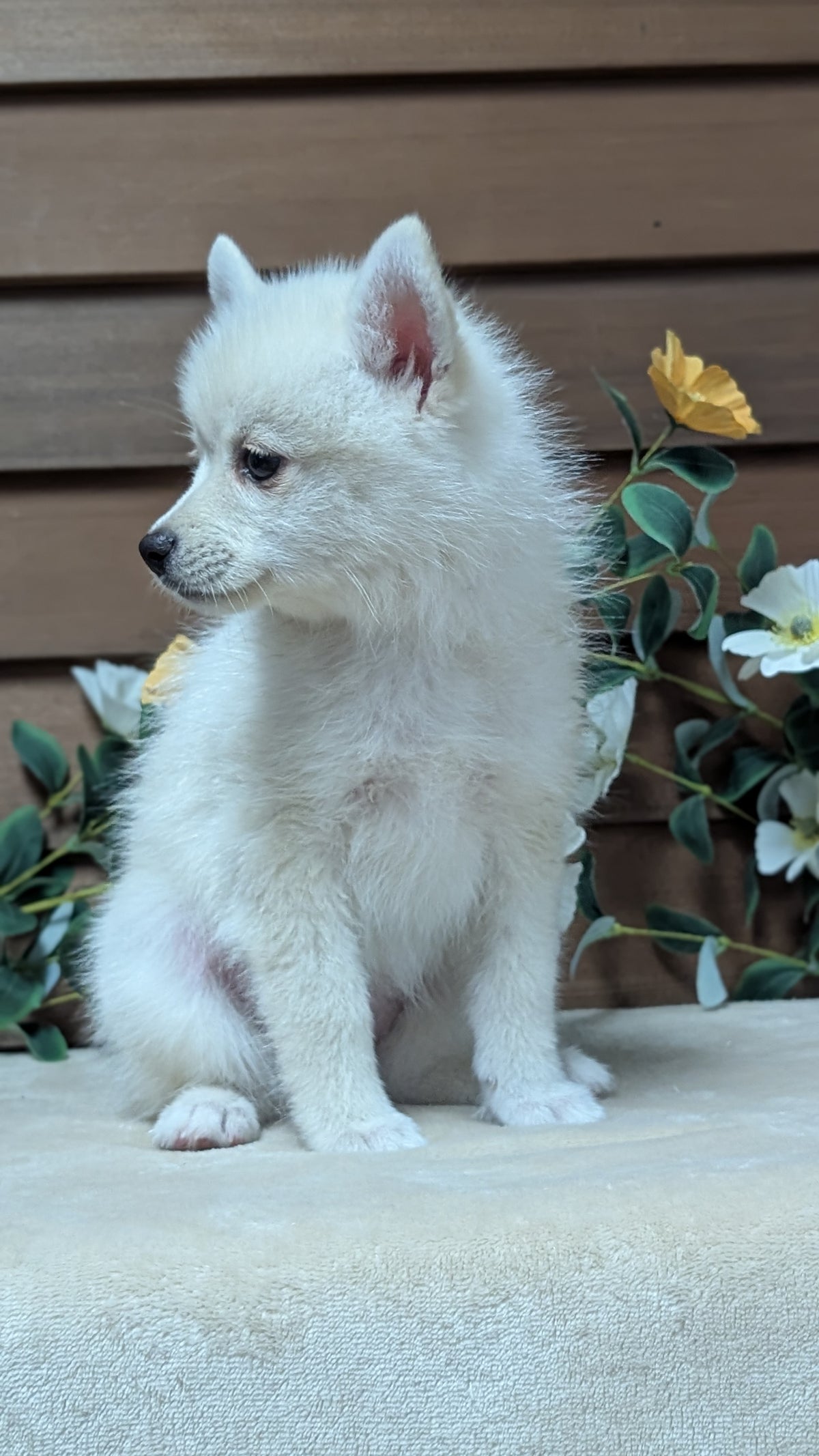POMSKY (JUL 03) 1 MALE/3 FEMALES