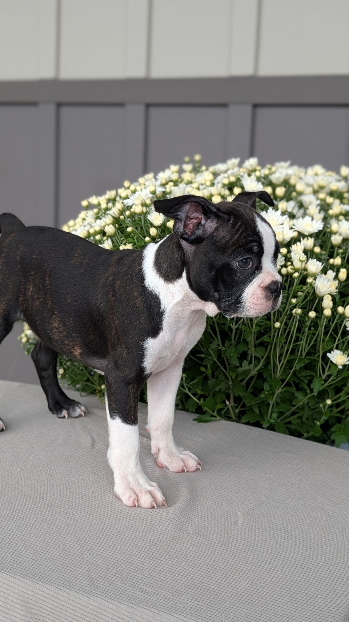 BOSTON TERRIER (JUL 11) 4 FEMALES/4 MALES